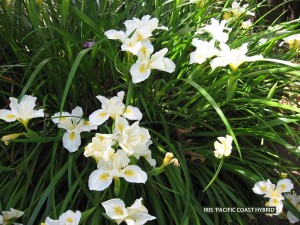 Iris 'Pacific Coast Hybrid' - blossom